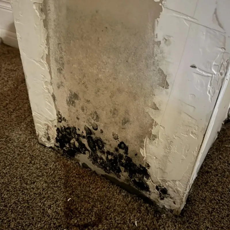 Professional Mold Removal in Brown County, OH